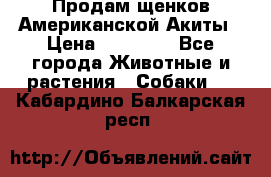 Продам щенков Американской Акиты › Цена ­ 25 000 - Все города Животные и растения » Собаки   . Кабардино-Балкарская респ.